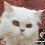 Krümel