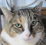 Miss Sofie