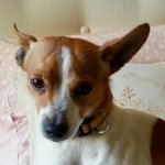 Anzeige Pitxy (gesprochen Pitsy) lesen