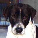 Buxter