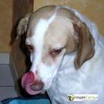 Ciccio