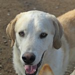 Anzeige Perro lesen
