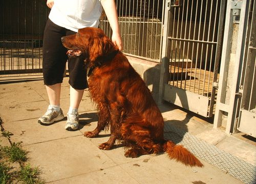 Happy End Asco, Irish Setter (Notfall) Zuhause gefunden