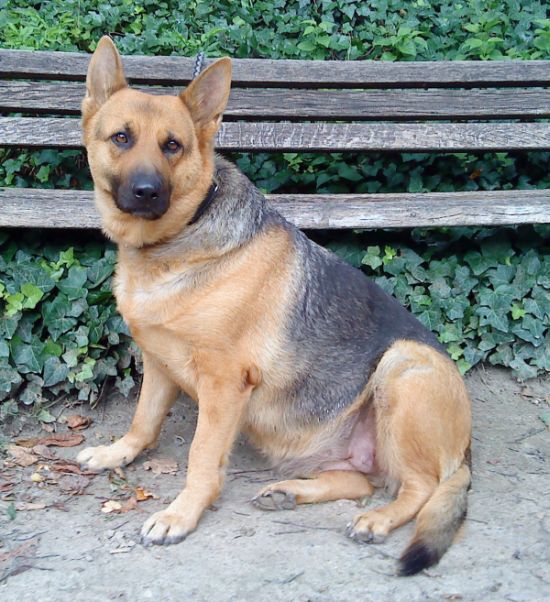 schГ¤ferhundmischlinge schГ¤ferhundmischlinge