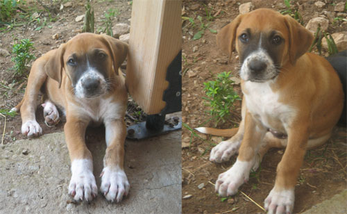 Happy End Orell (R.), Boxer-Labrador-Mischling (Welpe(n ...