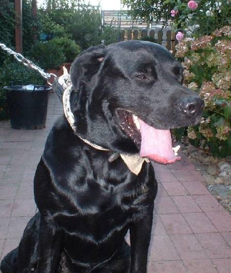 Labrador Mix Billy R de Zuhause gefunden Kleine Arche