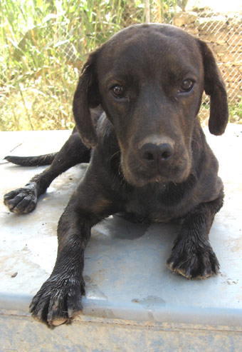 Labrador-Mischling - Bonsai, (Rde) - Zuhause gefunden -  DUO-Tierhilfe-Ibiza - Happy Ends Archiv von ZERGportal.de