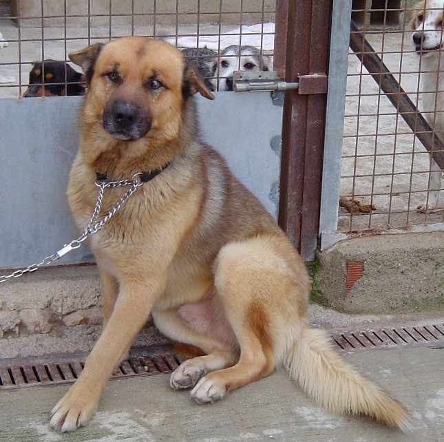 Leonberger-Schäferhund-Mischling - ELBRUS, (Rüde ...