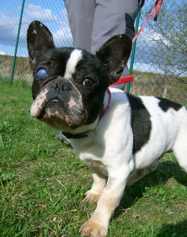 Franz Bulldogge Bully Fabio Rude Zuhause Gefunden