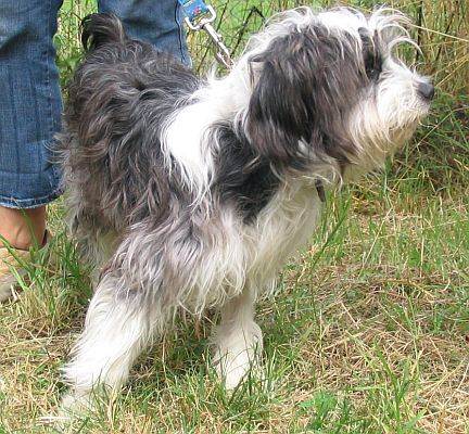 Featured image of post Bearded Collie Charakter