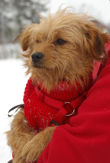 Norfolk Terrier Mix Flor Hundin Zuhause Gefunden Tierhilfe Verbindet E V Happy Ends Archiv Von Zergportal De