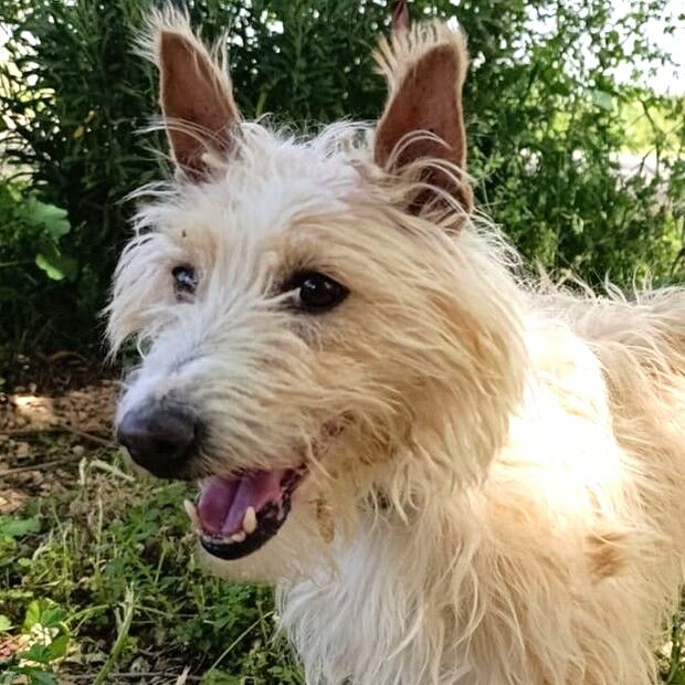 Zuhause gesucht: Turpi1 - Mischling (Podenco Campanero) - ID: 1019152 bei http://ZERGportal.de