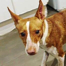 Zuhause gesucht: Susi8 - Mischling (Podenco) - ID: 1019205 bei http://ZERGportal.de