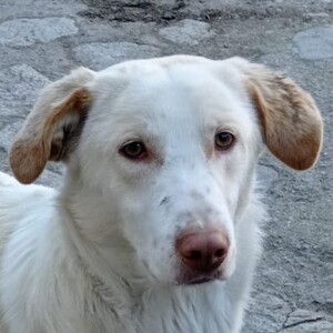 Anzeige ROCKY lesen