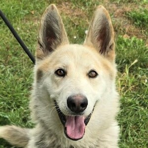 Rollo 