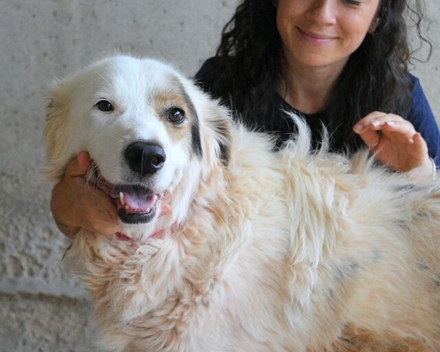 Zuhause gesucht: Bailoch - Mischling - ID: 1025068 bei http://ZERGportal.de