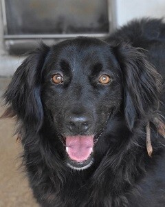 Kael