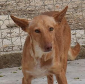 Anzeige Mosto1 lesen