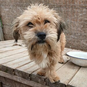 Anzeige Jannis lesen