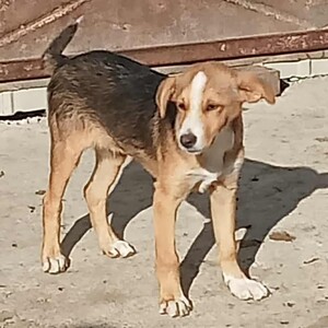 Anzeige Mischa lesen