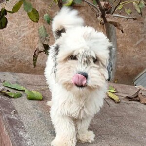 Anzeige Struppi lesen