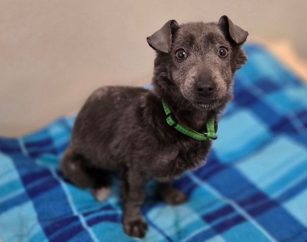 Zuhause gesucht: CONNIE - Mischling - ID: 1043809 bei http://ZERGportal.de