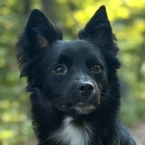 Anzeige NERINO lesen