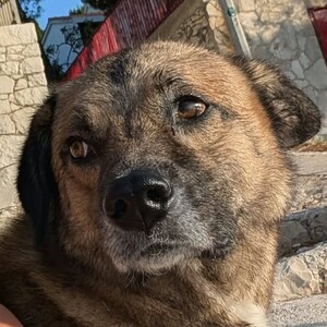 Vito