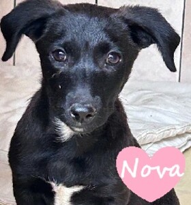 Nova