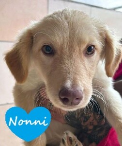 Nonni