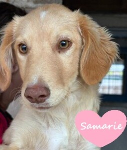 Samarie
