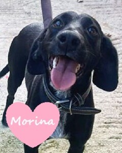 Morina