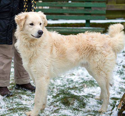 45+ Kuvasz Hund Charakter