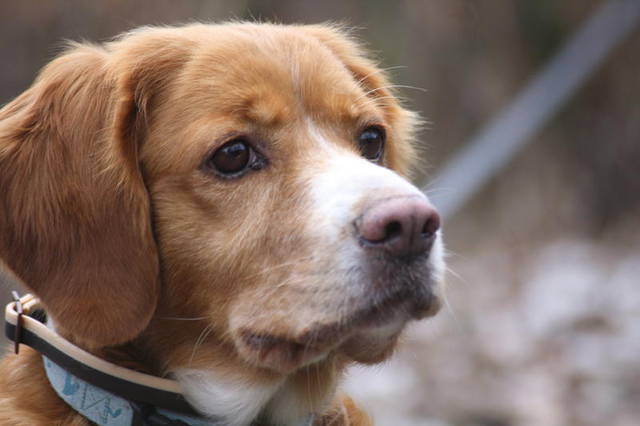 SchlappohrMix LUNA, (Hündin) Zuhause gefunden Hunde aus Mallorca