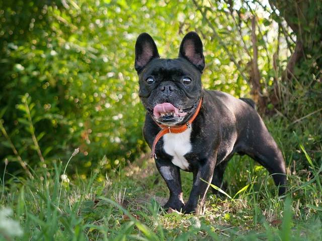 Franzosische Bulldogge Bully Hilde Hundin Zuhause