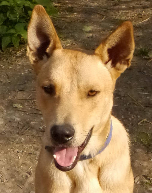 Mischling Dingo, (Rüde) Zuhause gefunden Tierschutz Wörrstadt