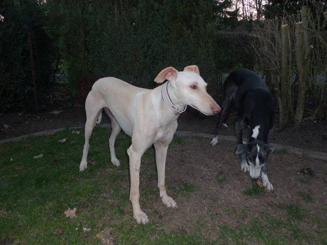 Windhund Julia Hundin Zuhause Gefunden Verein Casa