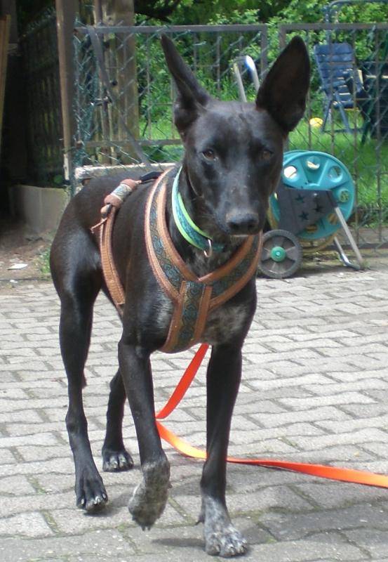 PodencoGalgo Mix Lars, (Rüde) Zuhause gefunden Tierschutzverein