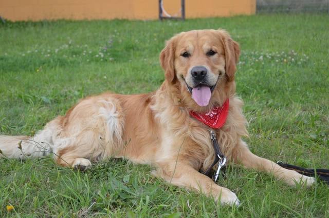 Golden Retriever - HunD1 478652