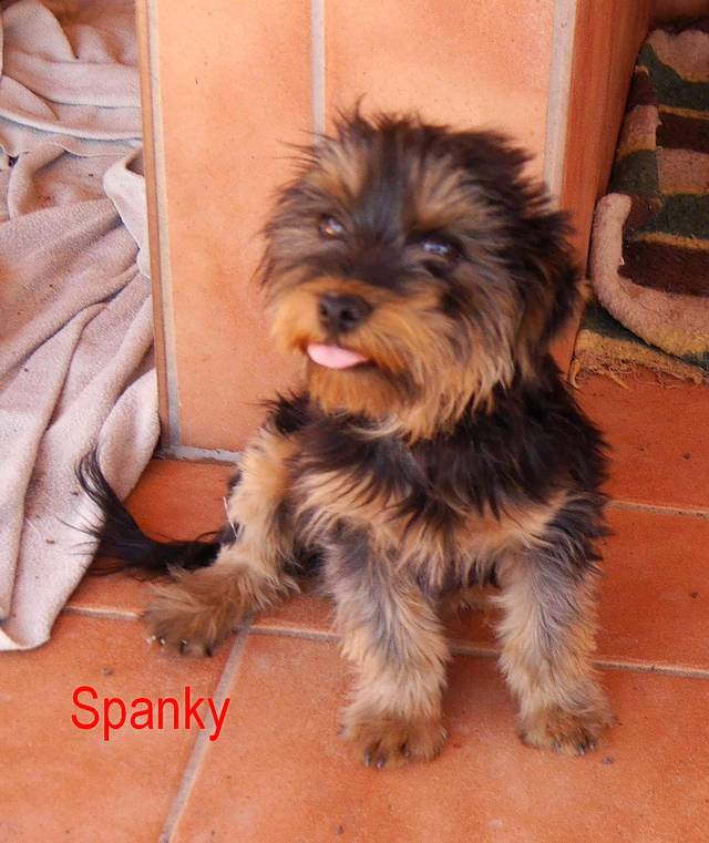 Yorkshire-Terrier Mischling - Spanky (ST), (Welpe(n)) - Zuhause ...