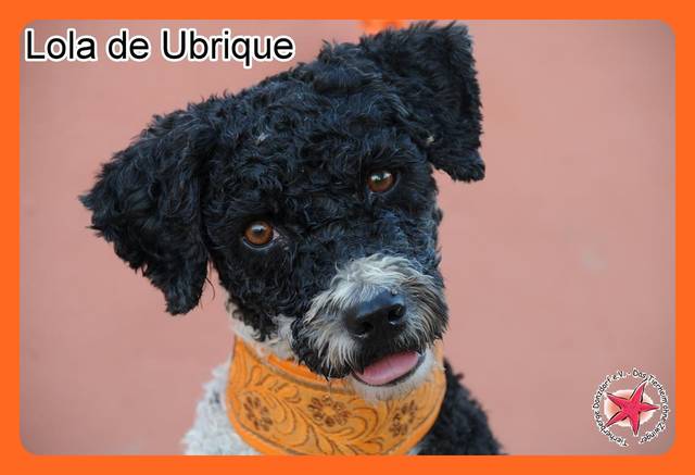 Spanischer Wasserhund Lola de Ubrique, (Hündin) Zuhause gefunden