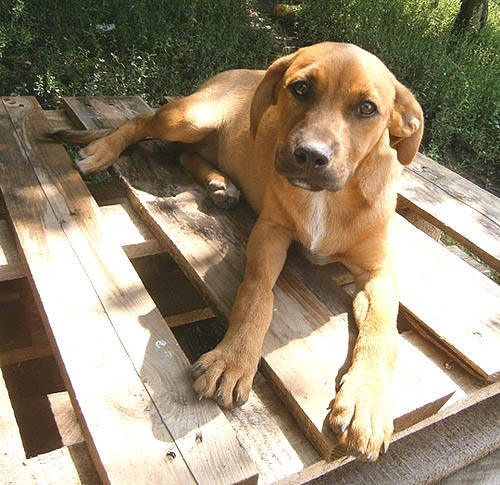 Labrador Mischling Bosco Welpe N Zuhause Gefunden Spanische Tiernothilfe Refugium Und Hospiz Fur Misshandelte Und Ausgesetzte Hunde Happy Ends Archiv Von Zergportal De