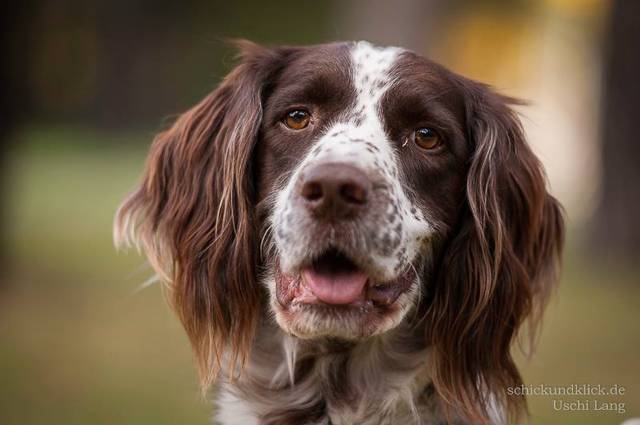 Englisch Springer Spaniel Jelly Notfall Rude Zuhause Gefunden Tierheim Nurnberg Happy Ends Archiv Von Zergportal De