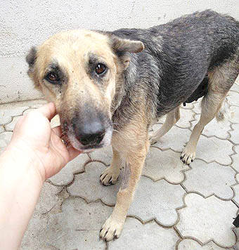 Schaferhundin Layka Hundin Zuhause Gefunden Spanische