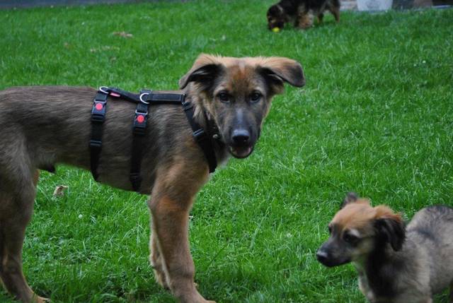 golden retriever schaferhund mix danko rude zuhause gefunden viva la hund e v happy ends archiv von zergportal de