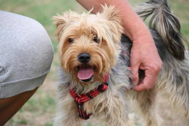 Yorkshire Terrier - Snoopy, (Rüde) - Zuhause gefunden - Hundehilfe