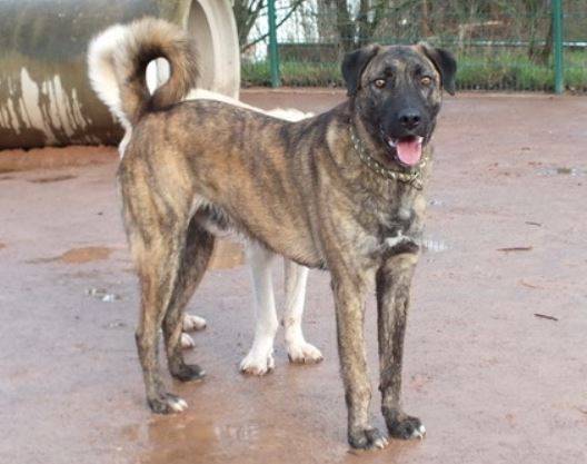 Carlos, HSHMix (Rüde) sucht ein Zuhause Hilfe für Herdenschutzhunde