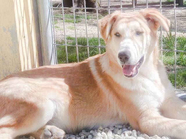 Balto