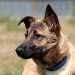 Nelli