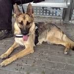 ANKA
